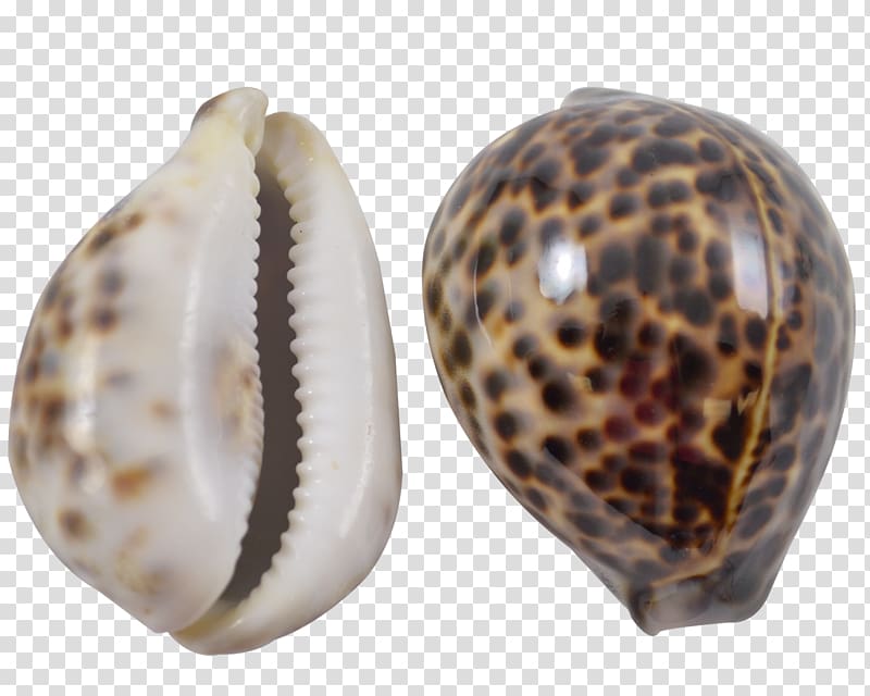 Seashell Clam Cypraea tigris Cowry Conchology, seashell transparent background PNG clipart