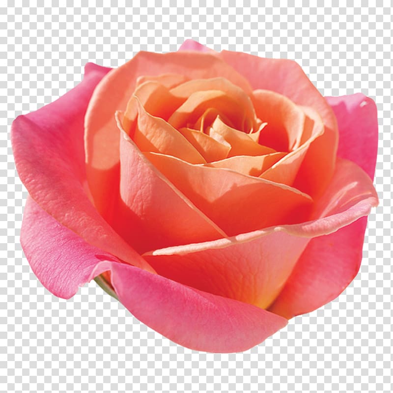 Garden roses Cabbage rose Floribunda Cut flowers, Miss Piggy transparent background PNG clipart