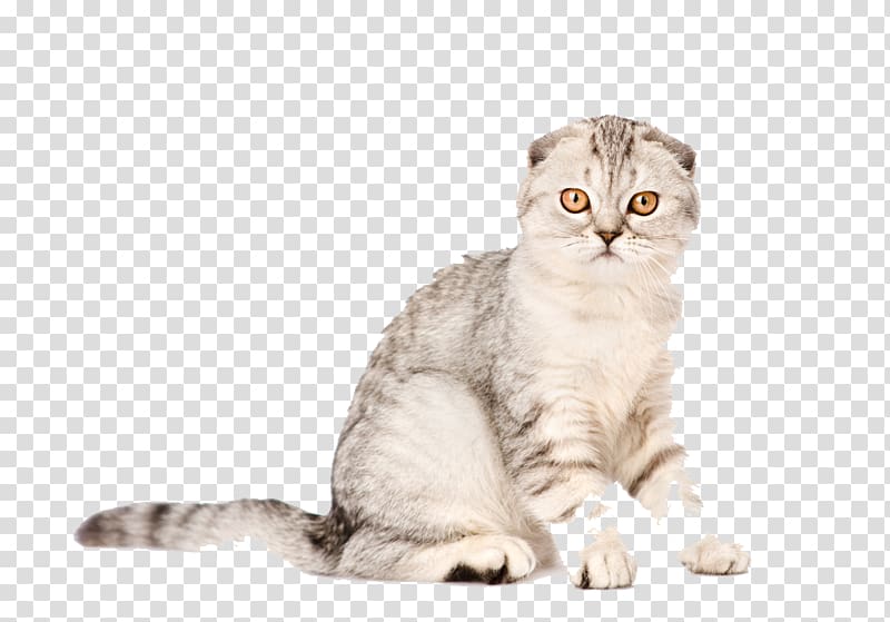 Scottish Fold Kitten Mouse Scratching post Cat tree, Animals cat transparent background PNG clipart