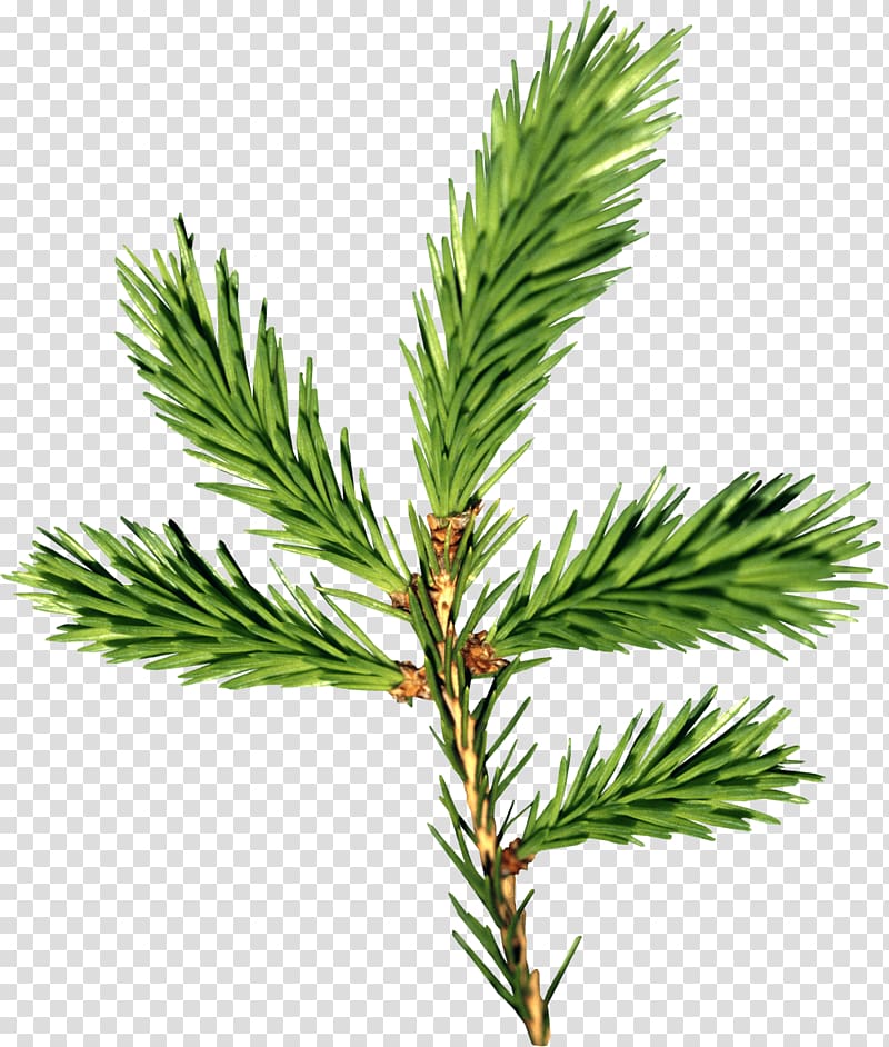 New Year tree Spruce Branch Paper Christmas tree, Fir-Tree transparent background PNG clipart