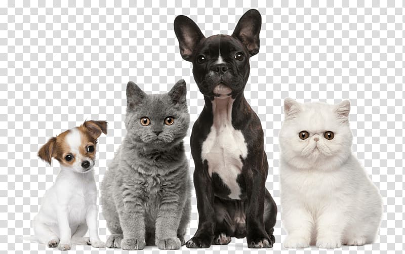 Dog Cat Puppy Kitten Pet, Dog transparent background PNG clipart