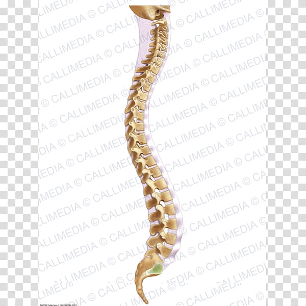 Atlas Cervical vertebrae Vertebra prominens Região cervical, others transparent background PNG clipart