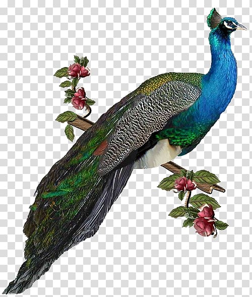 Bird Peafowl , Bird transparent background PNG clipart