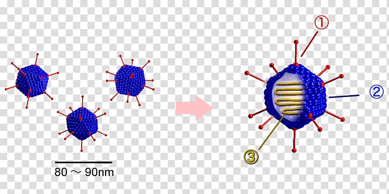 Adenoviridae DNA virus Pharyngoconjunctival fever Capsid, of virus cells transparent background PNG clipart