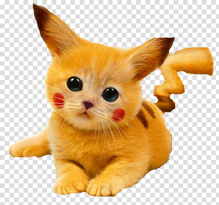 Pikachu cat, Cat Kitten Pikachu Puppy Cuteness, File Pokemon transparent background PNG clipart