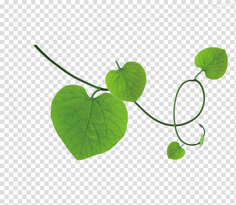 Parthenocissus tricuspidata, leaf transparent background PNG clipart