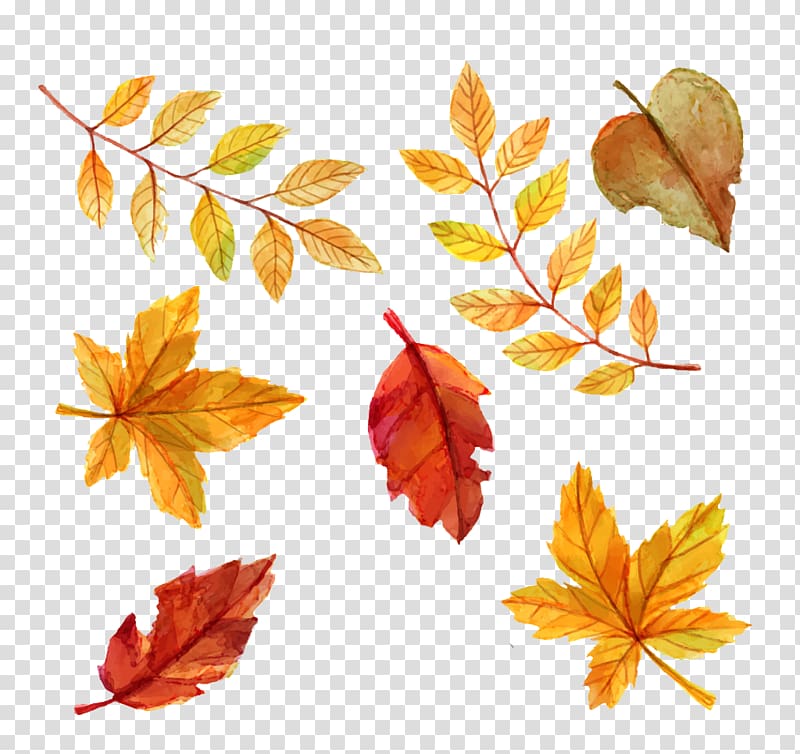seven different leaves, Autumn leaf color Euclidean , Watercolor leaves transparent background PNG clipart