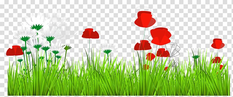 red poppy and white daisy flowers illustration, Flower , Art Grass Decor transparent background PNG clipart