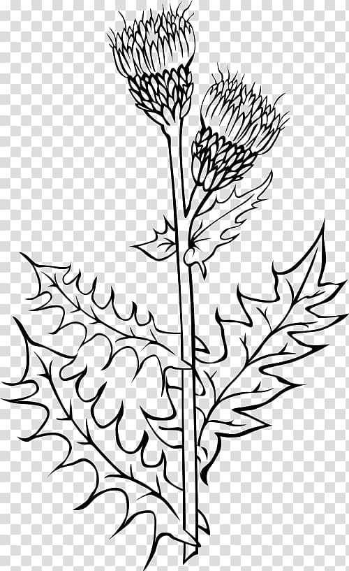 Creeping Thistle Cirsium vulgare Milk thistle Drawing, thistle transparent background PNG clipart