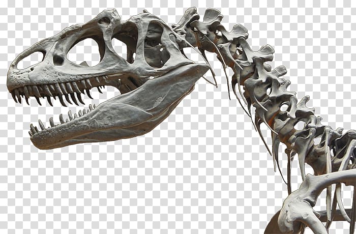 Allosaurus Tarbosaurus Cretaceous–Paleogene extinction event Velociraptor Skeleton, dinosaur fossils transparent background PNG clipart