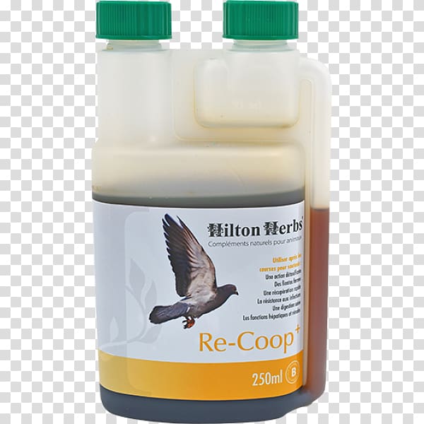 Herb Dietary supplement Hilton Hotels & Resorts Poultry Bird, pigeon voyageur transparent background PNG clipart