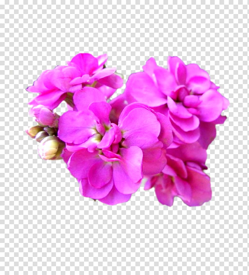 Matthiola incana Cut flowers Plant Seed, Floral elements transparent background PNG clipart