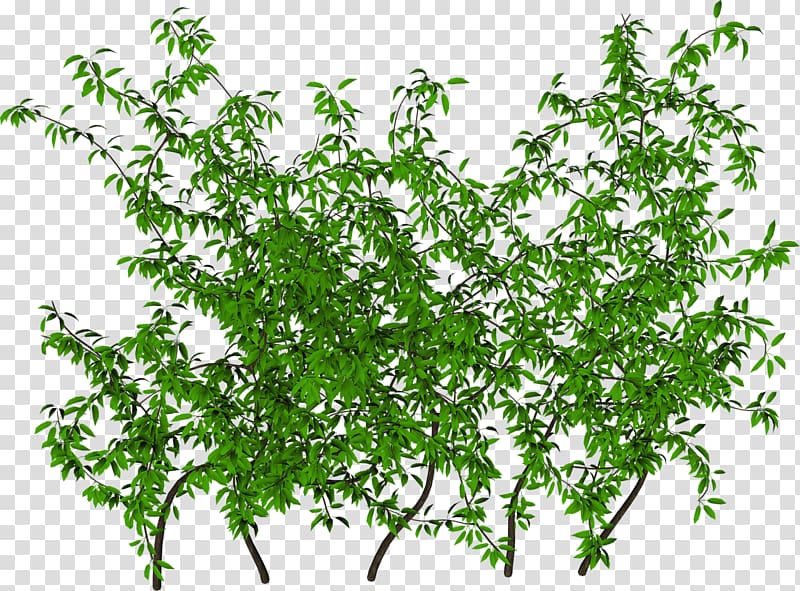 Ivy Shrub , gardens transparent background PNG clipart