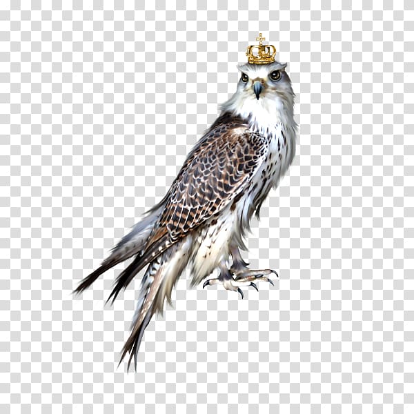 eagle wearing a crown transparent background PNG clipart