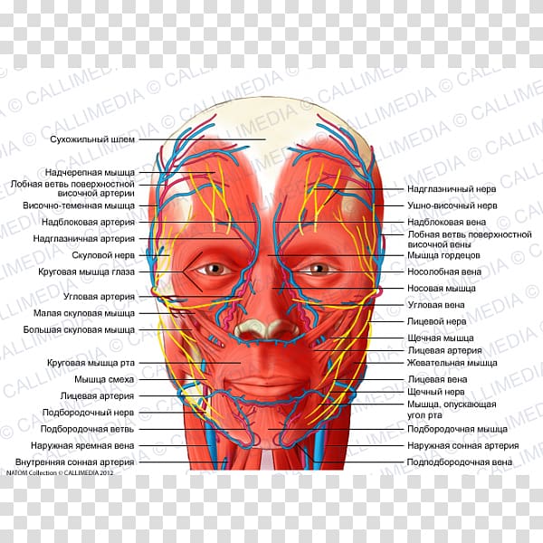 Head and neck anatomy Blood vessel Nerve Supratrochlear artery Human head, blood transparent background PNG clipart