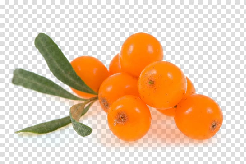 brown fruit , Seaberry Sea buckthorn oil Fruit, sea buckthorn transparent background PNG clipart