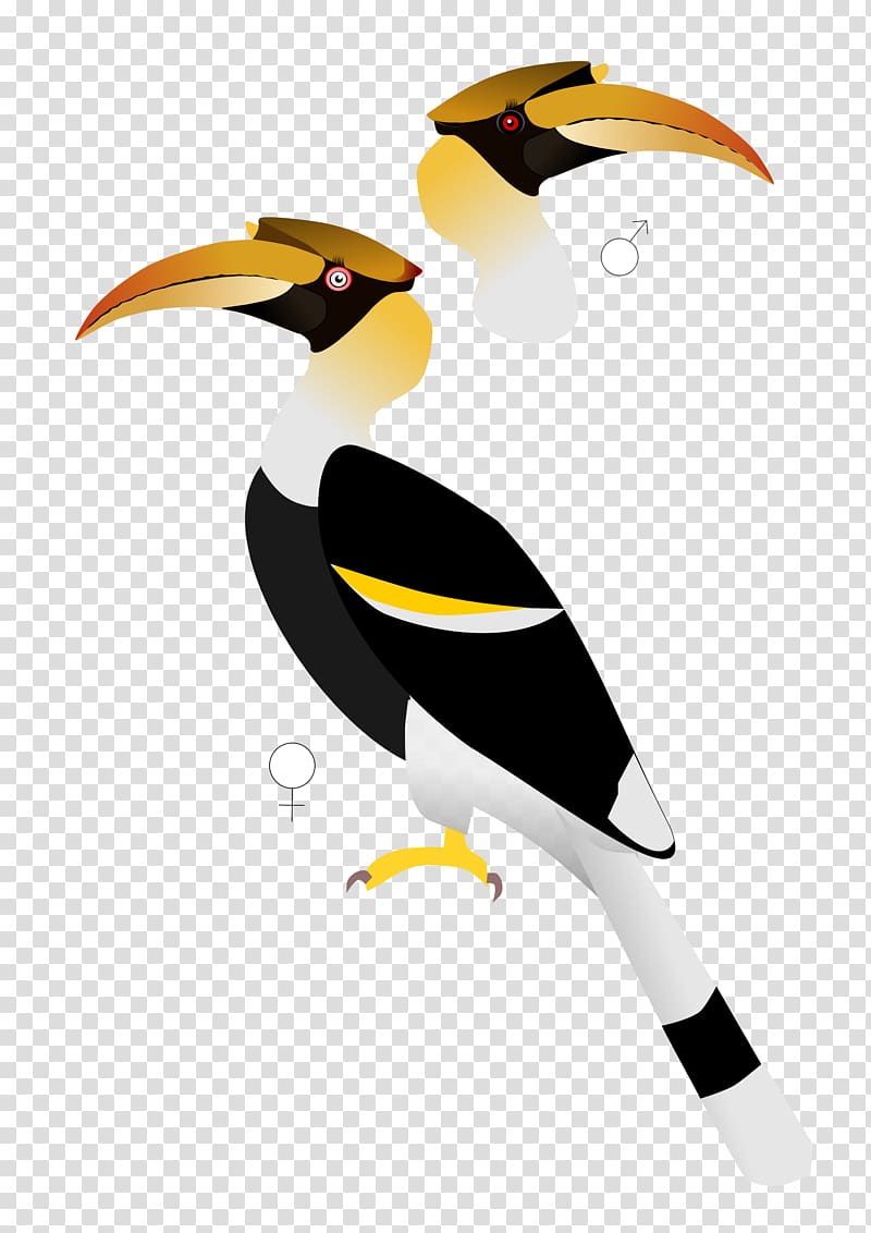 Indian roller Bird Parrot Great hornbill, toucan transparent background PNG clipart