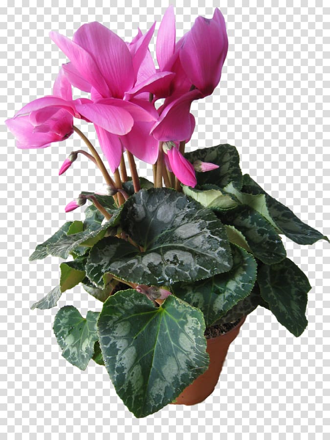 Cyclamen Myrsinaceae Kiev Dicotyledons Kharkiv, cyclamen transparent background PNG clipart