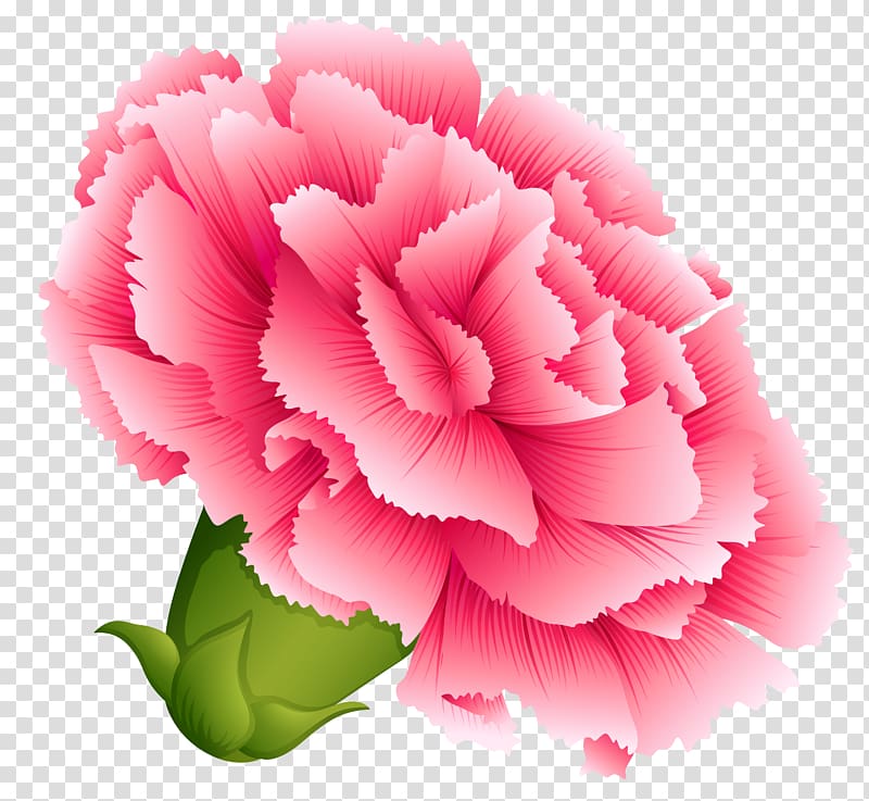 pink carnation flower illustration, Carnation , Pink Carnation transparent background PNG clipart