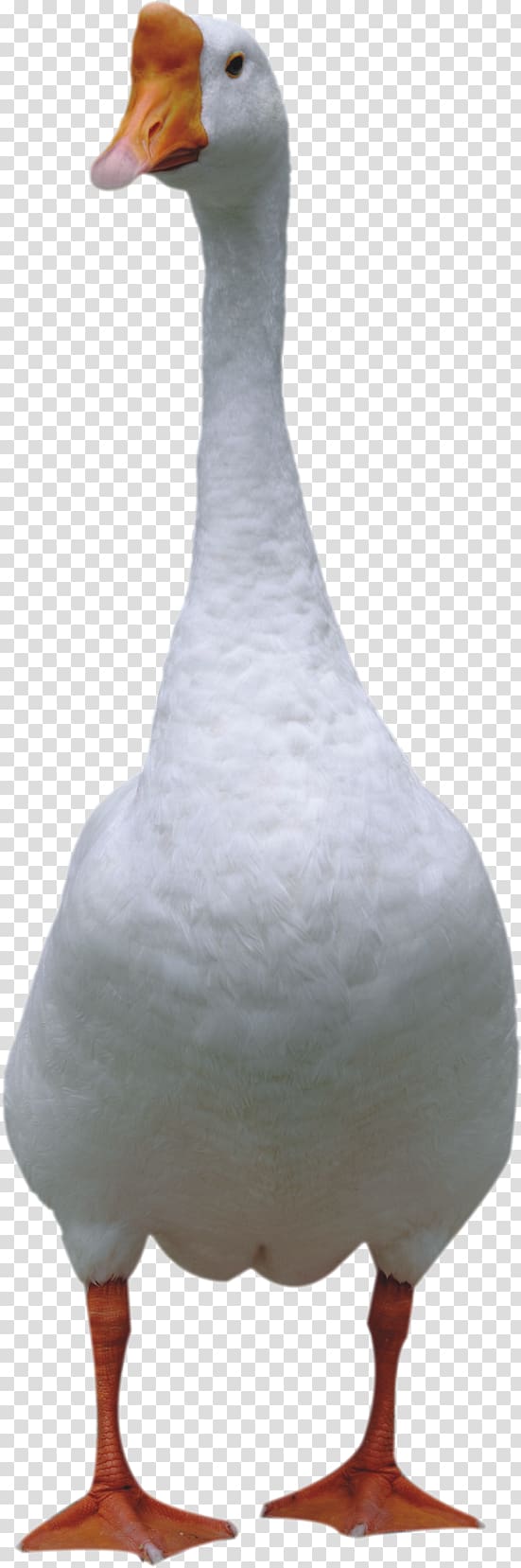 Duck Domestic goose Bird Cygnini, Goose transparent background PNG clipart