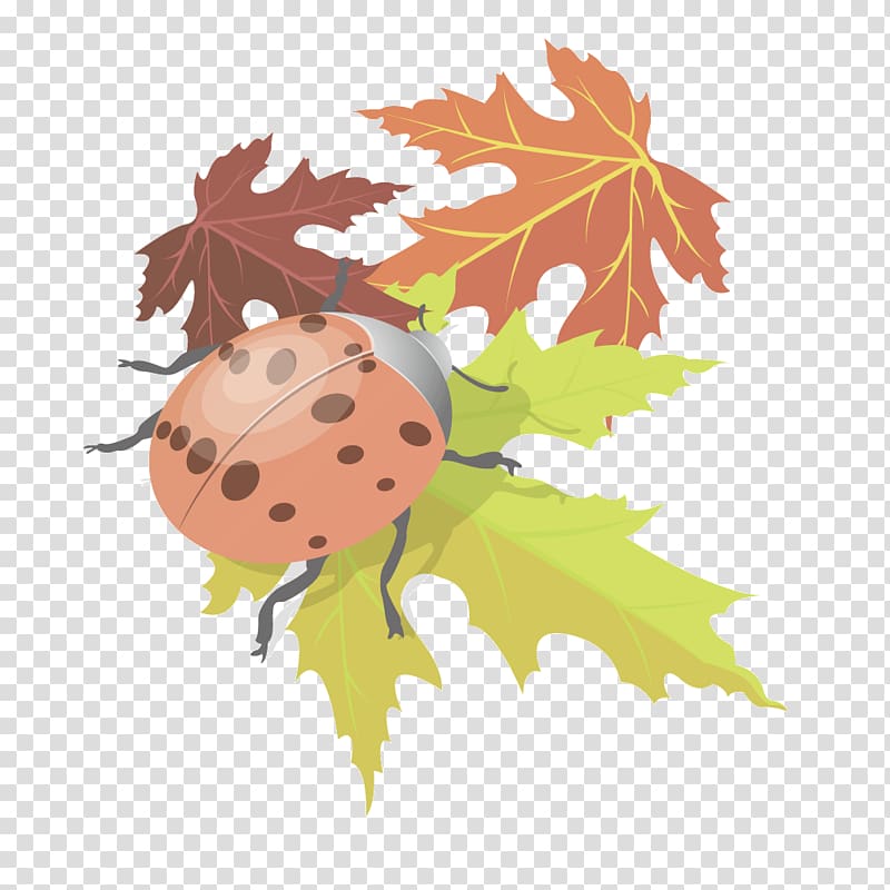 Maple leaf , Maple Leaf Beetle transparent background PNG clipart