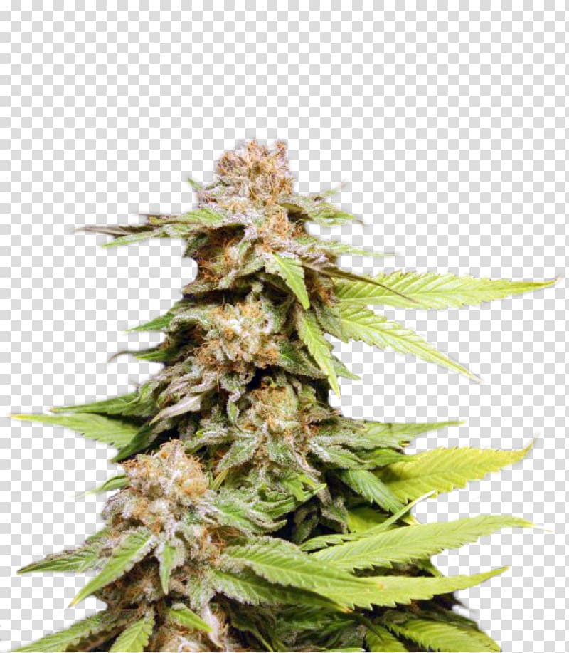 Kush Autoflowering cannabis Seed bank, cannabis transparent background PNG clipart