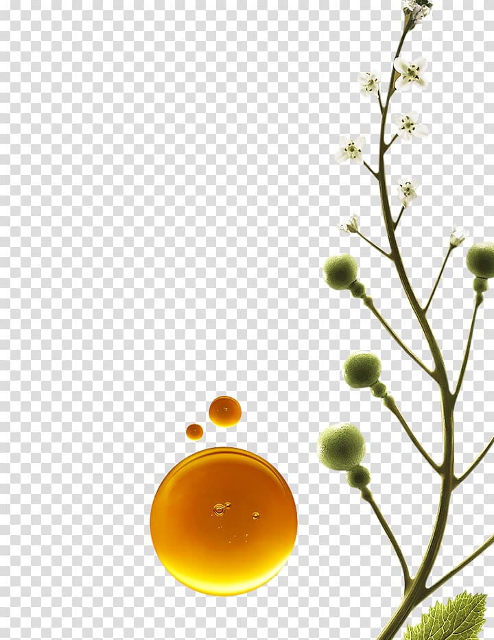 Al-Habash Laboratory Oil Botany Camelina sativa, oil transparent background PNG clipart