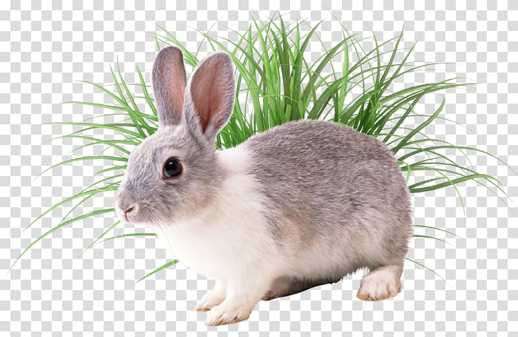 European rabbit Conejos/rabbits Conejos / Rabbits, rabbit transparent background PNG clipart