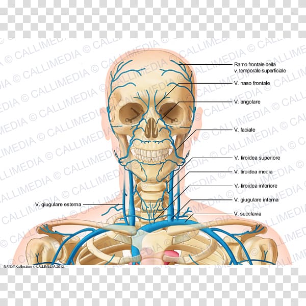 Internal jugular vein Head and neck anatomy, Superficial Temporal Vein transparent background PNG clipart