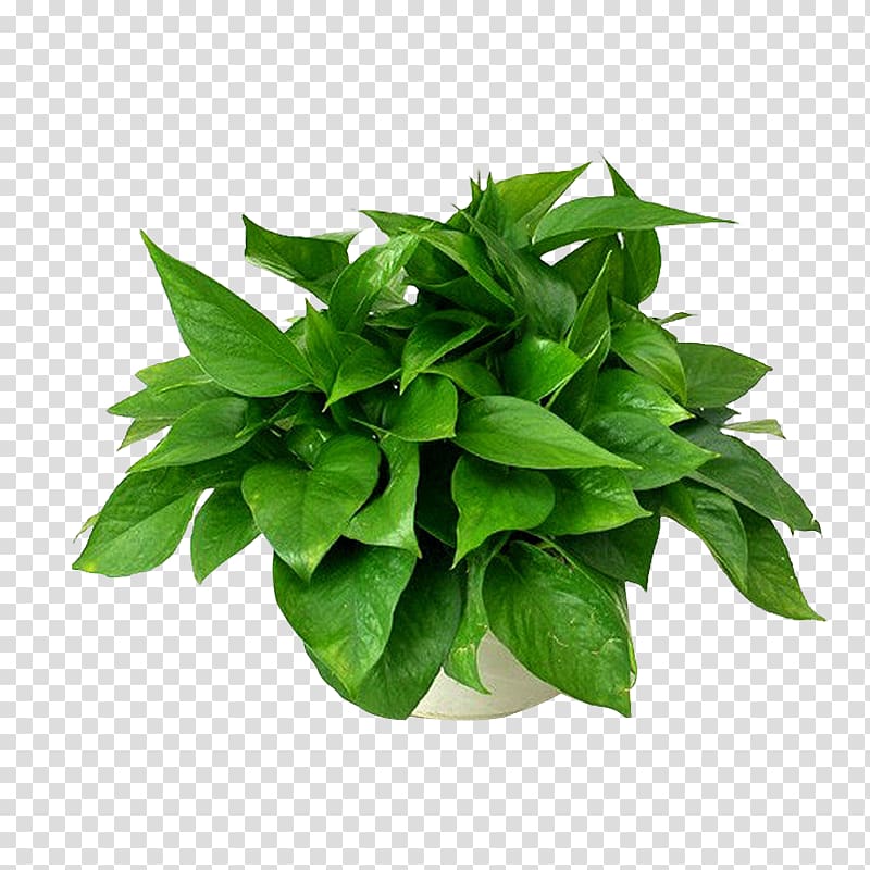 Devil\'s ivy Leaf Plants Chlorophytum comosum Formaldehyde, leaf transparent background PNG clipart