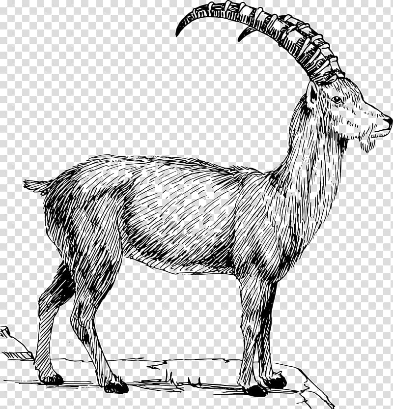 Alpine ibex Alpine goat Boer goat Mountain goat , goats transparent background PNG clipart