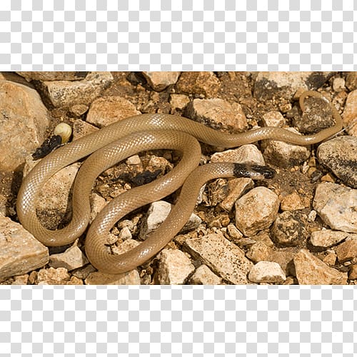 Boa constrictor Colubrid Snakes Fauna, others transparent background PNG clipart