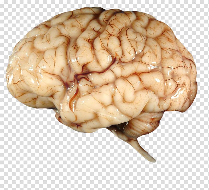 human brain illustration, Brain , brain transparent background PNG clipart