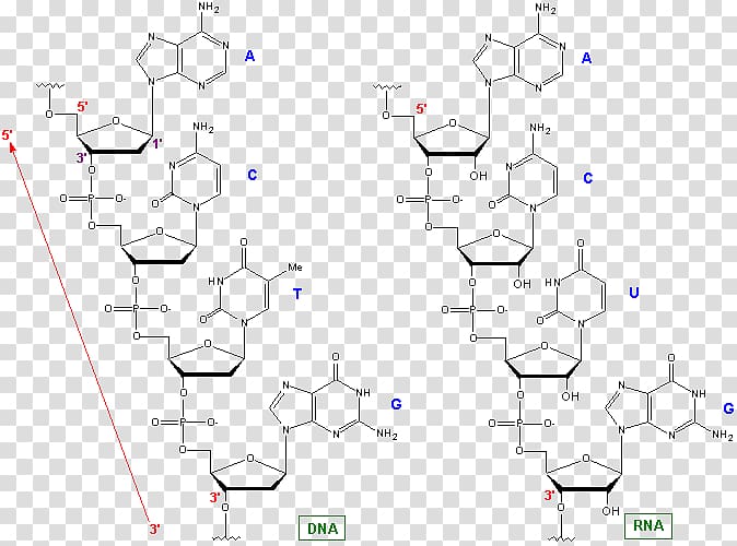 /m/02csf Phylogenetic tree Bioinformatics Diagram Phylogenetics, Competing Endogenous Rna transparent background PNG clipart