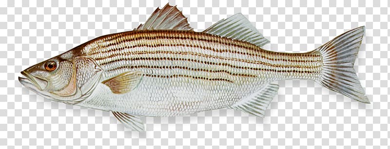 Hybrid striped bass Fishing, fishing lake transparent background PNG clipart