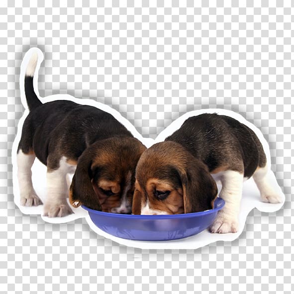 Beagle Hamilton Hound Harrier Puppy Finnish Hound, puppy transparent background PNG clipart