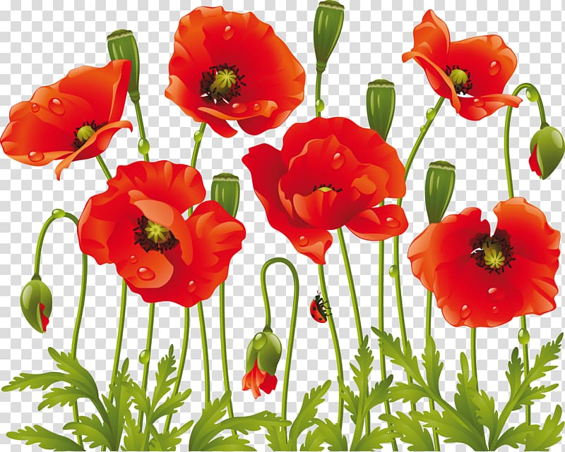 Common poppy Flower Drawing, flower transparent background PNG clipart
