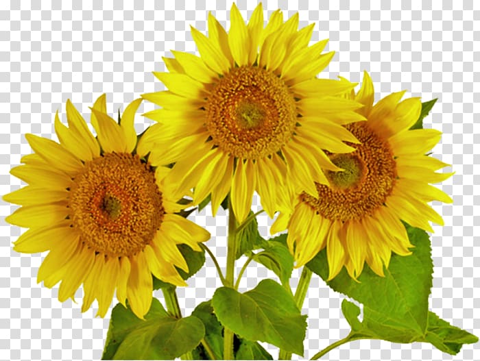 Common sunflower Silage , flower transparent background PNG clipart