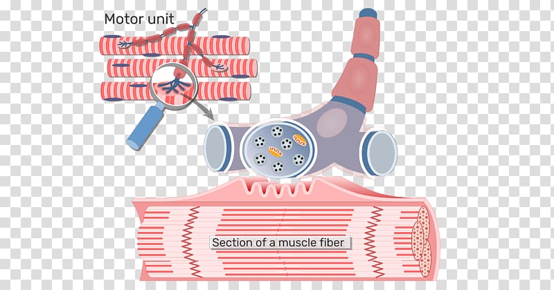 Neuromuscular junction Motor unit Axon Skeletal muscle, Pericardium transparent background PNG clipart