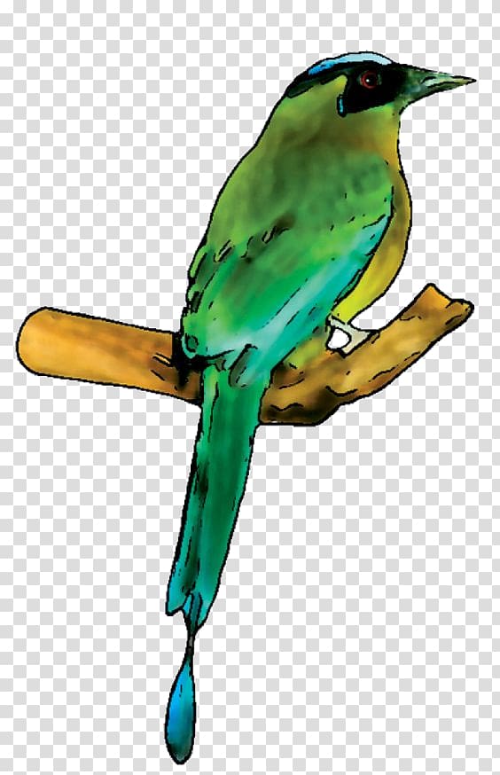 Bird Parakeet Amazonian motmot Green Passerine, Bird transparent background PNG clipart