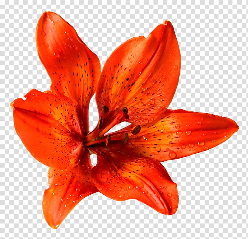 Lilium bulbiferum Flower, Flower transparent background PNG clipart