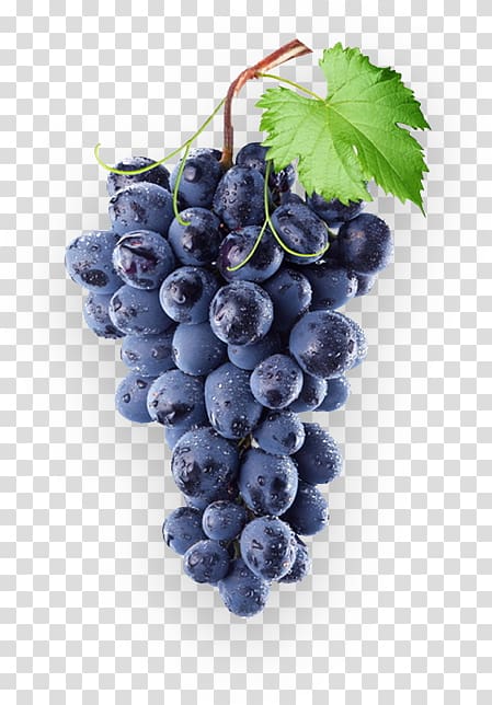 Common Grape Vine Concord grape Wine Isabella, wine transparent background PNG clipart