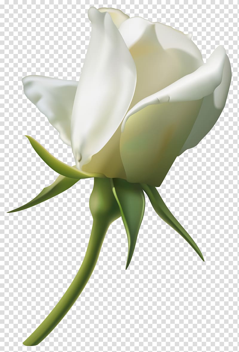 Rose White , Beautiful White Rose Bud , white rose illustration transparent background PNG clipart