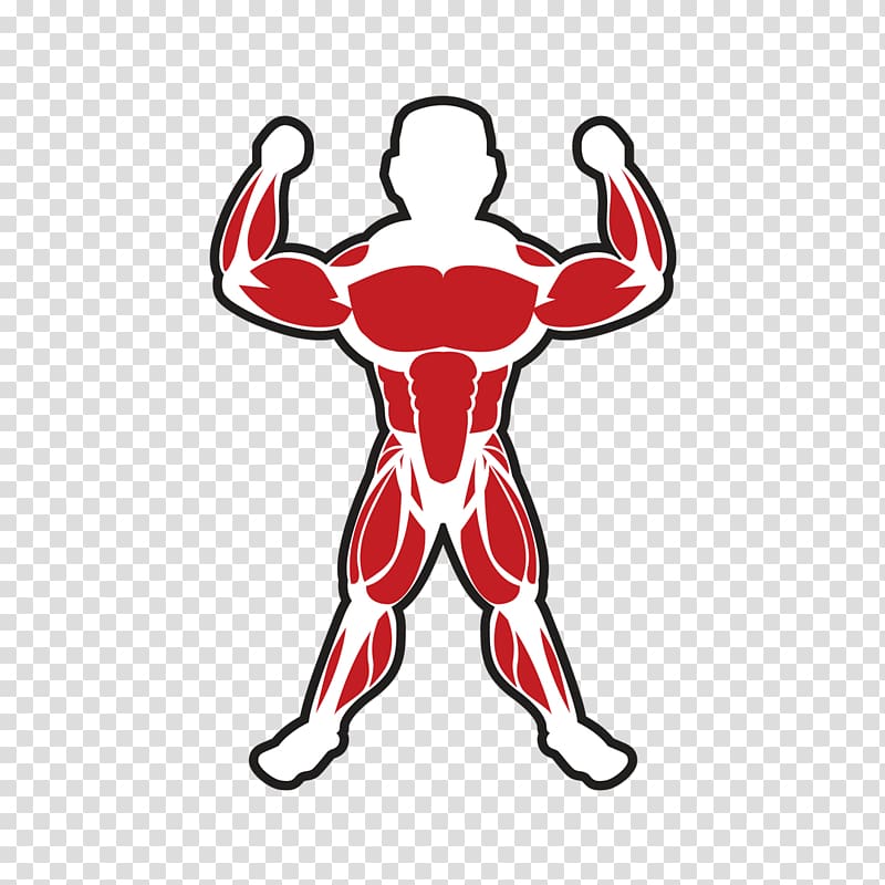 Skeletal muscle Bodybuilding Adipose tissue, muscle transparent background PNG clipart