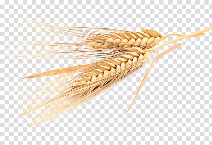 Cereal Oat Emmer Common wheat Barley, barley transparent background PNG clipart