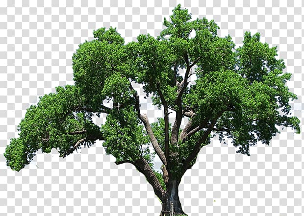 Tree Desktop , tree transparent background PNG clipart