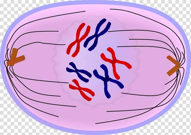 Anaphase Mitosis Telophase Prometaphase Prophase, Mitosis transparent background PNG clipart