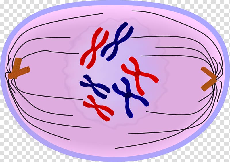 prophase metaphase anaphase telophase