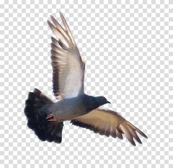 Duck Bird Vuela alto Rock dove Feather, Bala transparent background PNG clipart