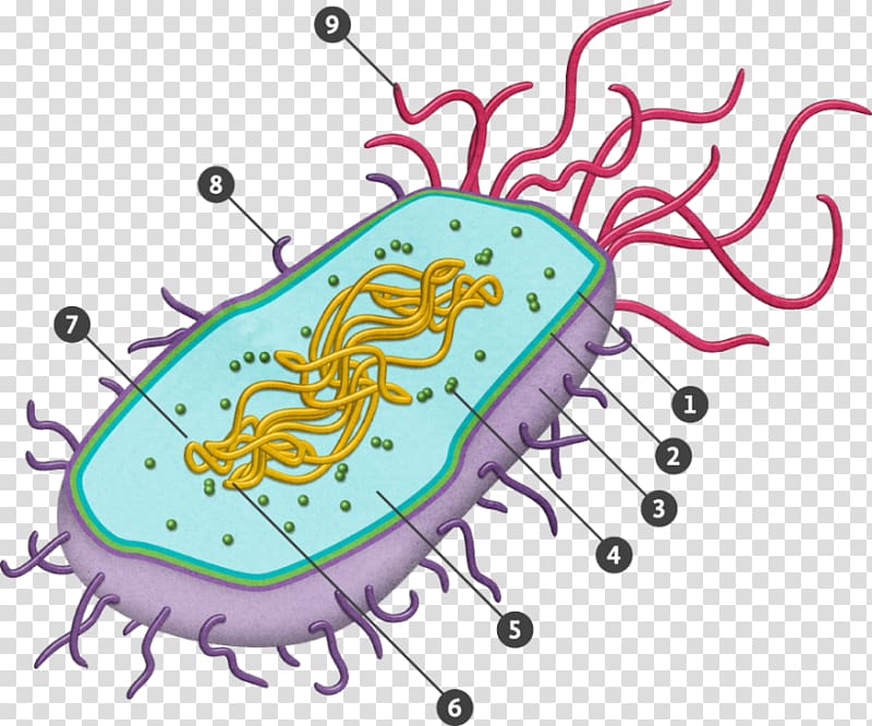 Prokaryote Eukaryote Bacterial cell structure Cell nucleus, others transparent background PNG clipart